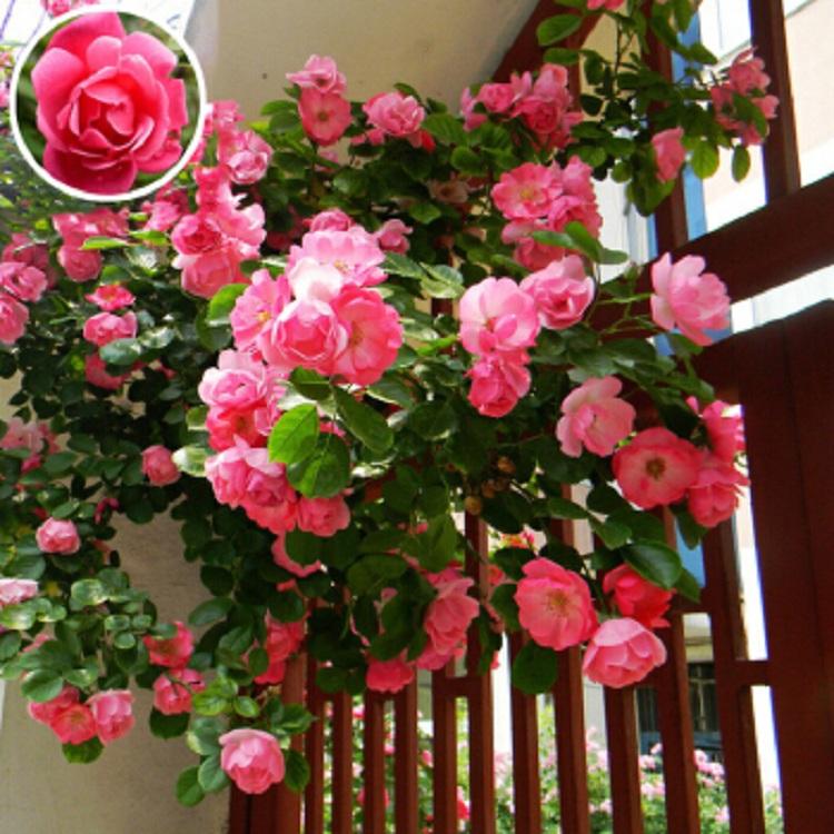 三季开花蔷薇价格