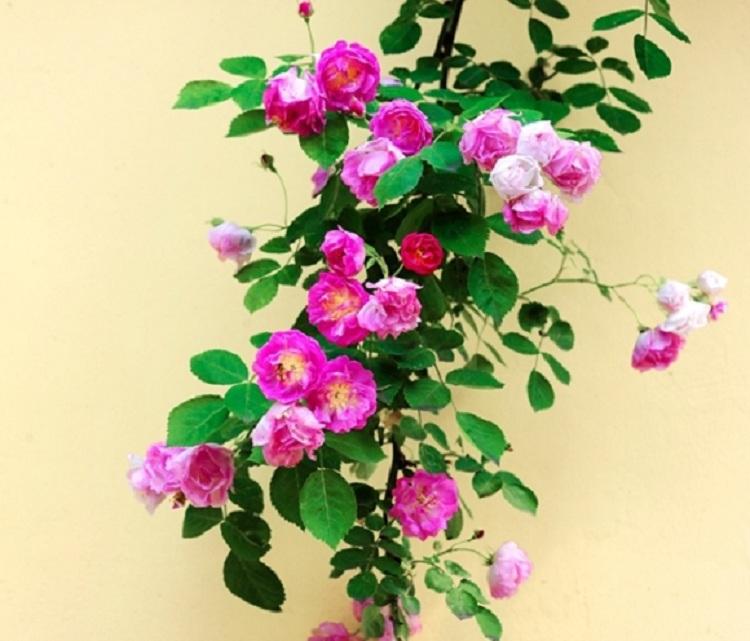 蔷薇批发 三季开花蔷薇价格 蔷薇基地
