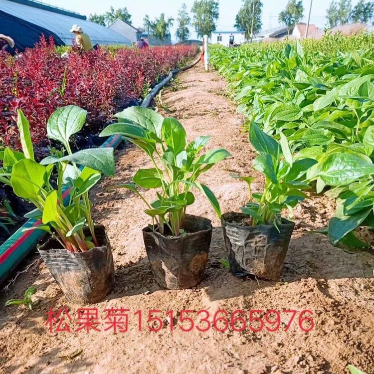 松果菊价格  松果菊报价  松果菊批发青州