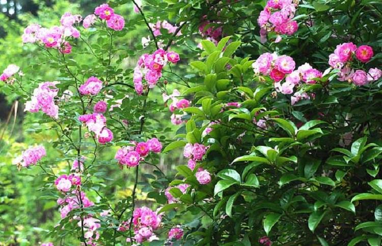 青州大花蔷薇价格 多种颜色可选 大花蔷薇批发