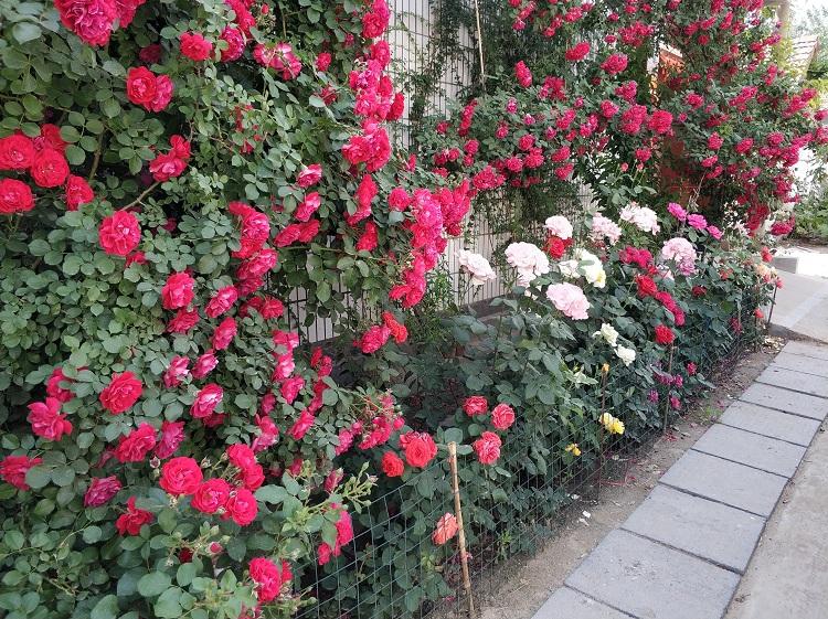 山东蔷薇基地 多季开花大花蔷薇价格 地被红花蔷薇批发