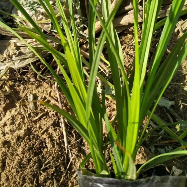 瀚泽供应 崂峪苔草   观赏性高 价格优惠