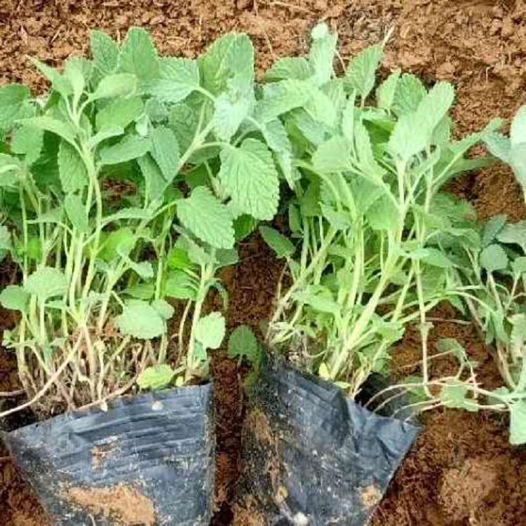 荆芥 青州荆芥种植基地 荆芥的价格 荆芥种植直供 荆芥种子批发 荆芥种子杯苗供应