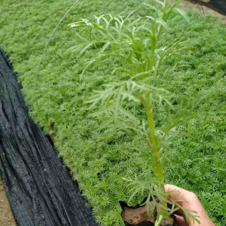 波斯菊 便宜的波斯菊小苗 波斯菊杯苗直供 波斯菊种植基地批发 波斯菊的价格