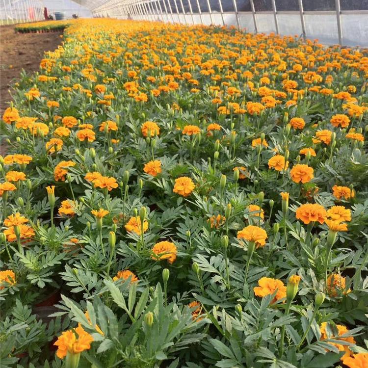 孔雀草  种植基地 景观绿化租摆 成活率高 量大从优