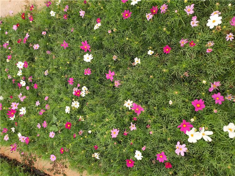 青州波斯菊批发 波斯菊基地 波斯菊小苗 格桑花基地供应批发价格