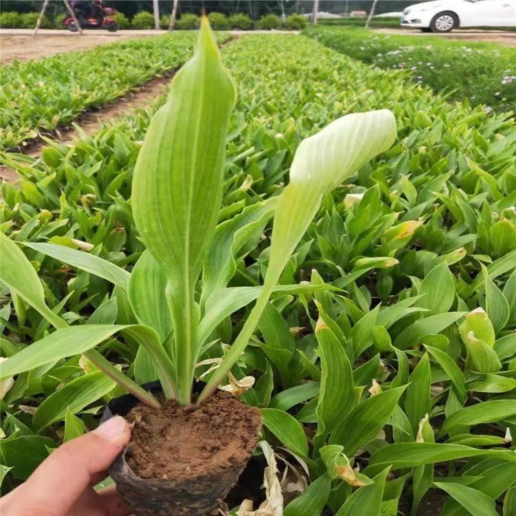 玉簪价格 青州自产玉簪
