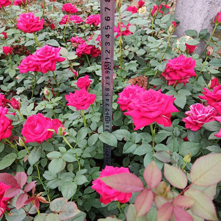 大量现货供应【大花月季】 大花月季种植基地 大花月季价格