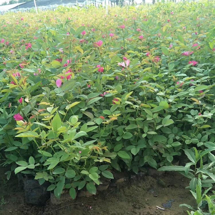丰花月季报价 青州丰花月季基地 丰花月季批售 森瑜