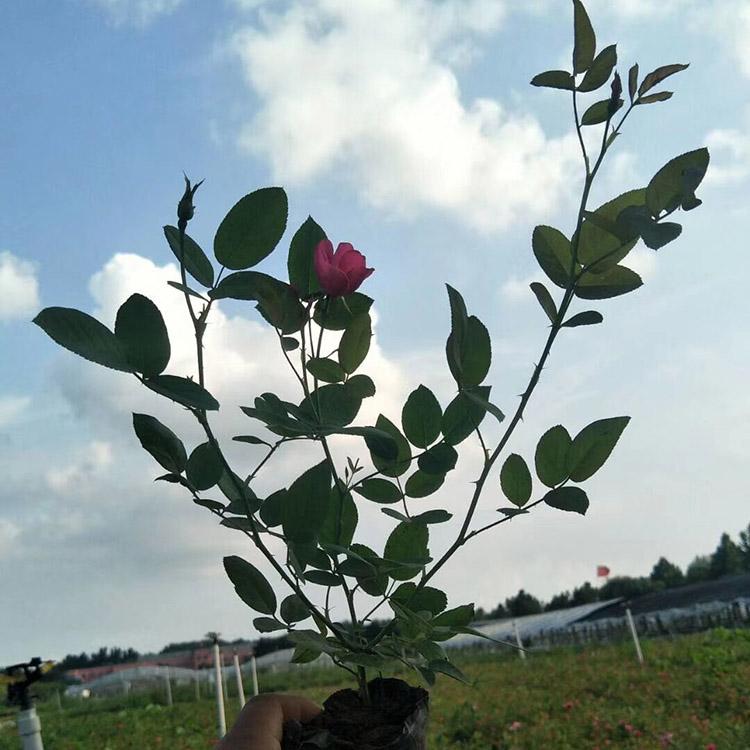 丰华月季基地现货供应优良月季苗木 丰华月季批发商