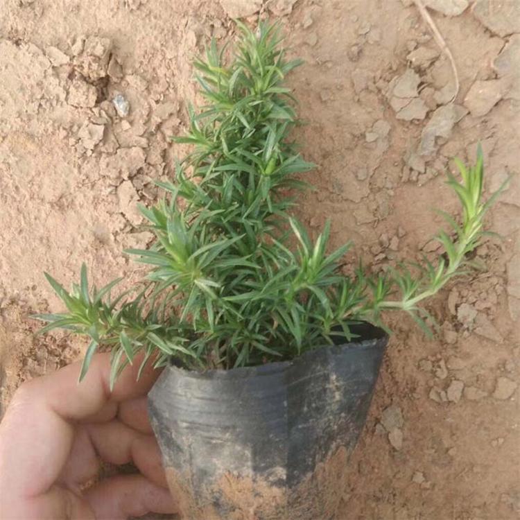 森瑜出售租摆用芝樱 芝樱批发商 芝樱价格 量大优惠