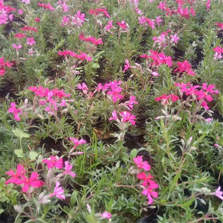 租摆芝樱 芝樱价格 芝樱种植基地