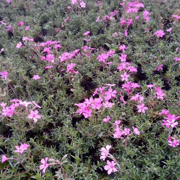芝樱小苗 芝樱批发 芝樱量大优惠