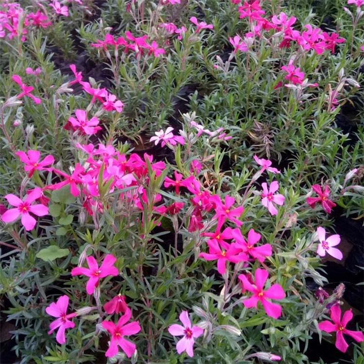 芝樱小苗 芝樱销售 芝樱供货商