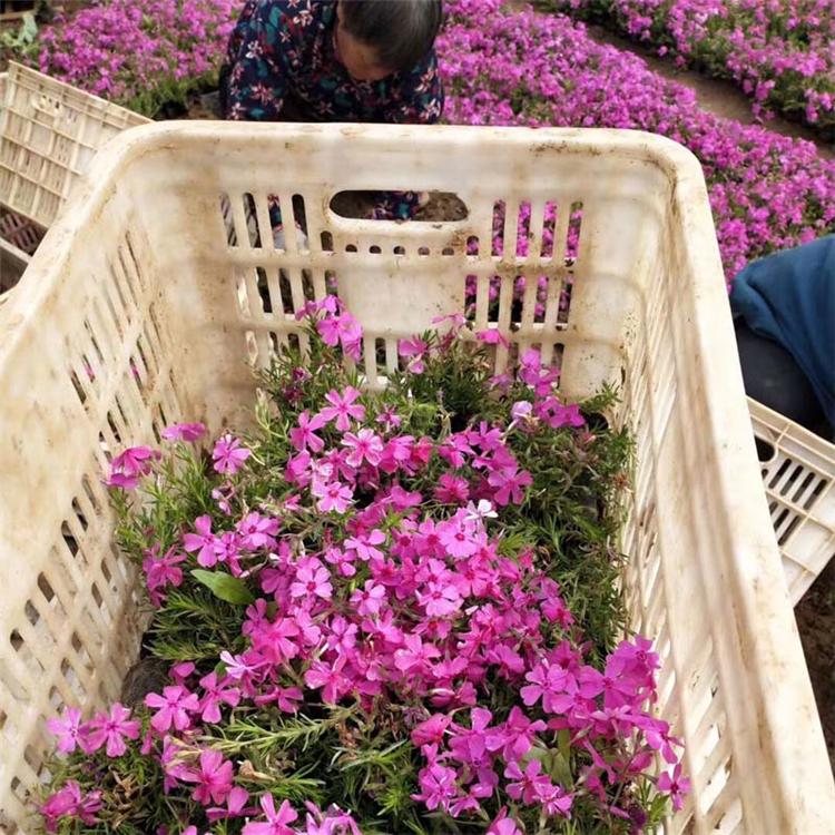 芝樱小苗 芝樱销售 芝樱现货直销