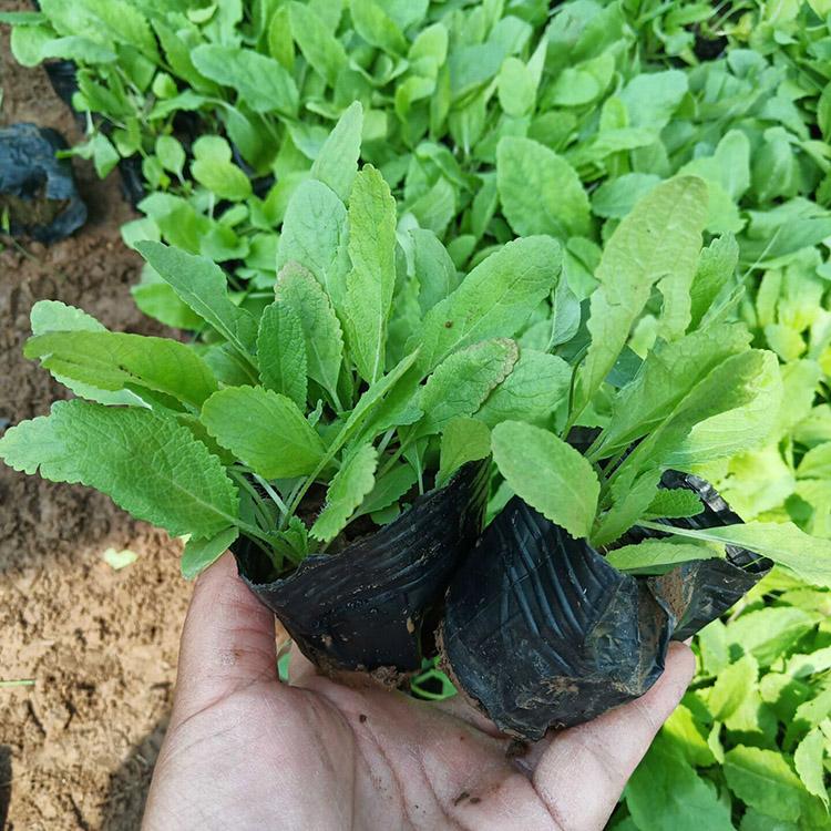 鼠尾草批发商 地被鼠尾草报价