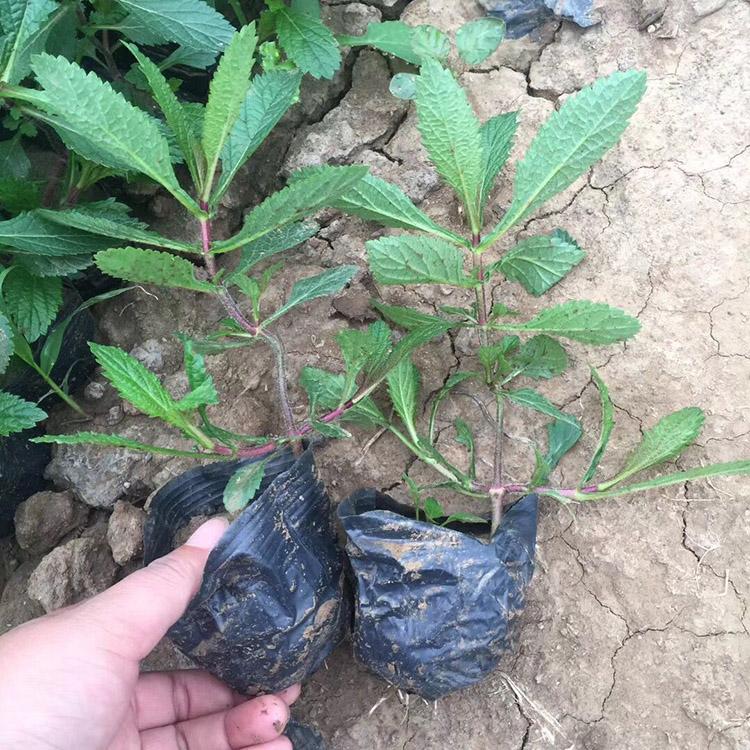 多年生马鞭草 青州马鞭草批发商 马鞭草批发 马鞭草价格