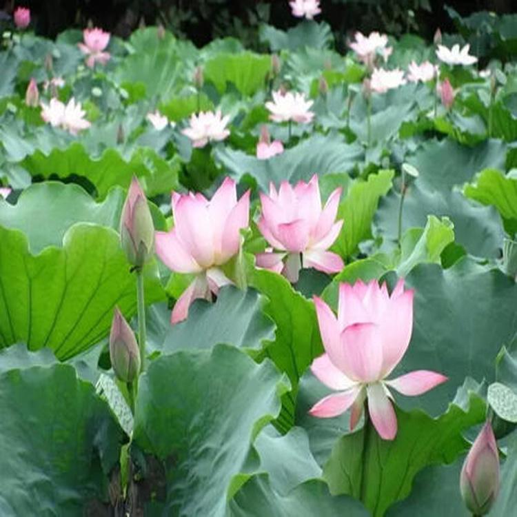 水生荷花批发价格 荷花基地