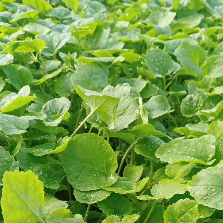 河北二月兰种植基地质优价廉