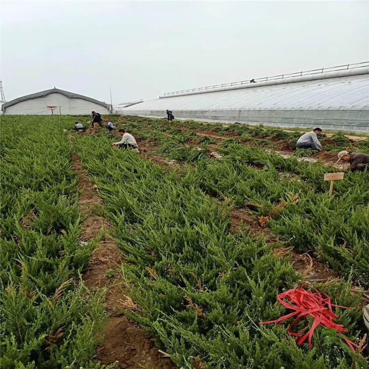 精品小龙柏苗  小龙柏种植基地 小龙柏价格  大量出售小龙柏
