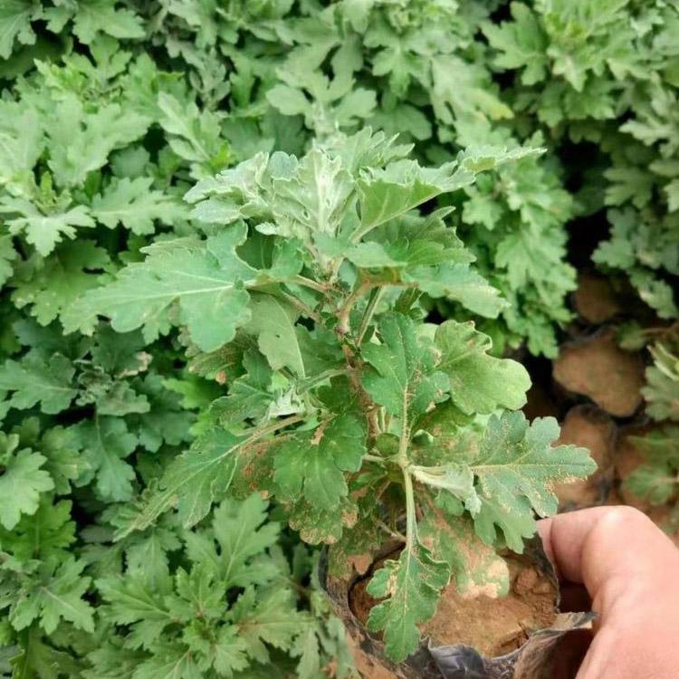 批发地被菊 地被菊-多年生宿根草本植物 青州地被菊基地-锦川