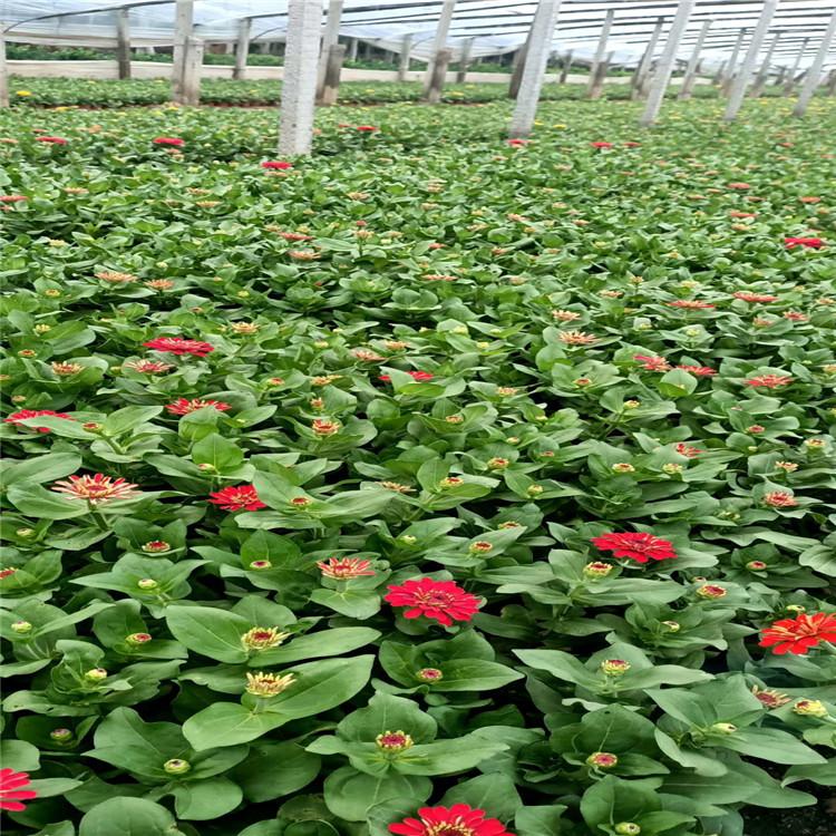 百日草供应 百日草批发 百日草价格  百日草种植基地