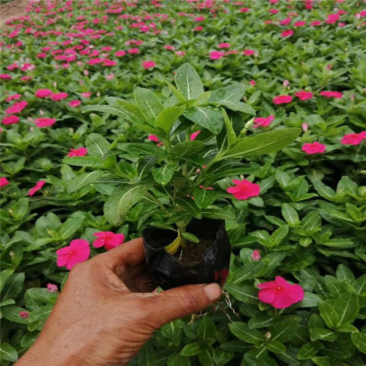 精品天天开大量出售  天天开种植基地  天天开报价