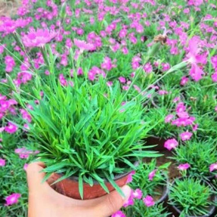 粉花欧石竹 欧石竹花海  大量批发 欧石竹批发