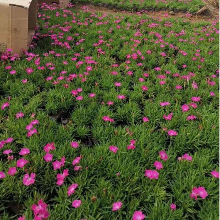 欧石竹 草花种植基地  价格从优 欧石竹供应商