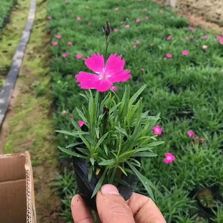 欧石竹小苗 耐寒草花批发  订购报价 欧石竹供应商