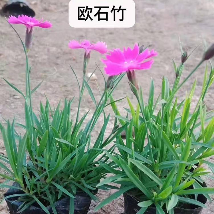 订购报价 欧石竹 欧石竹供应商