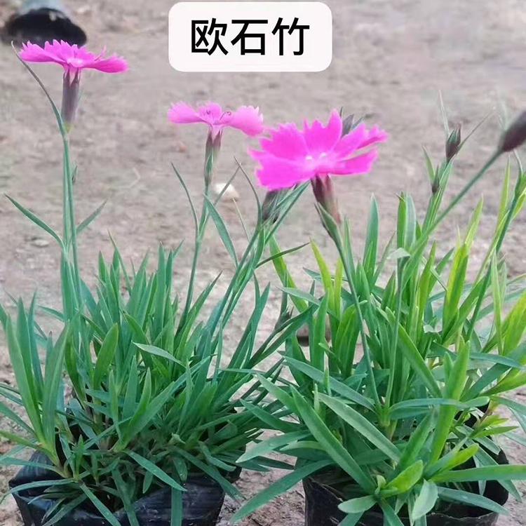 欧石竹 欧石竹花海  订购报价 欧石竹报价
