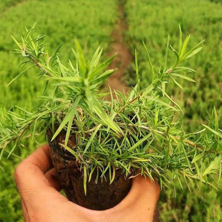 福禄考小苗供应 山东福禄考批发商 福禄考报价