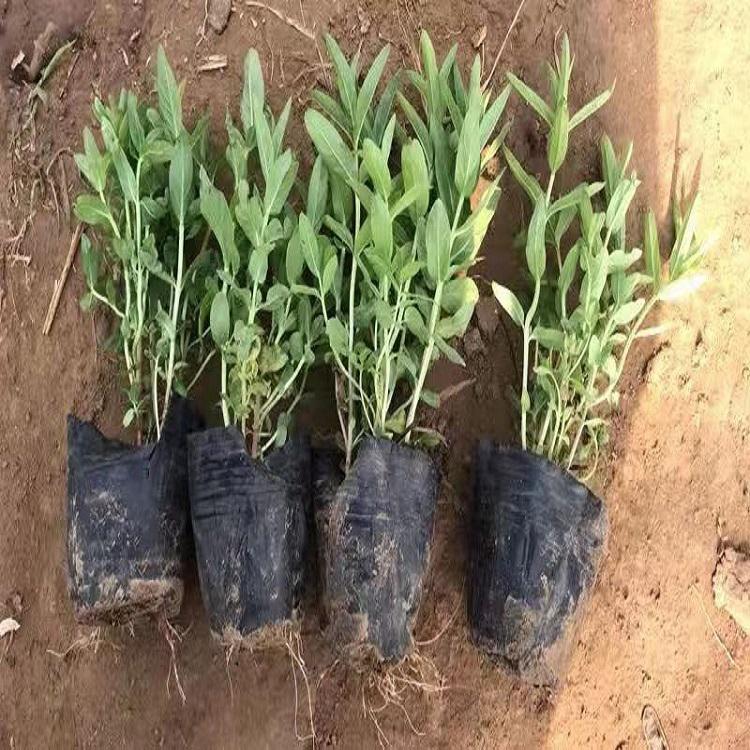 自产自销 千屈菜 多年生草本千屈菜小苗 青州草花供应