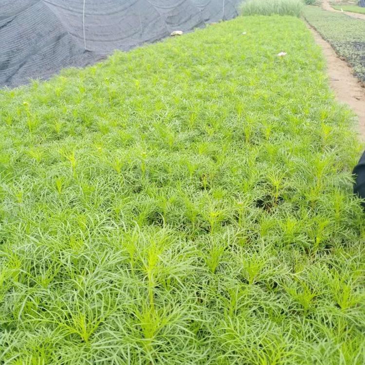 波斯菊培育 青州多年生草花 欢迎咨询 波斯菊小皮桶