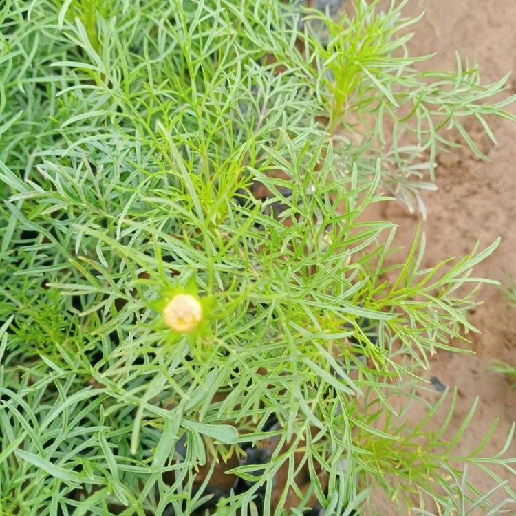 价格从优 波斯菊小皮桶 波斯菊培育