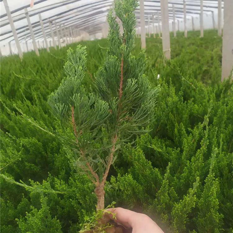 常绿小乔木小龙柏 苗圃直供 小龙柏种植基地