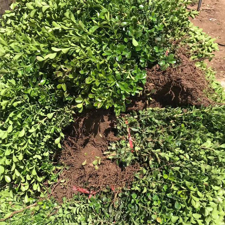 映雪批售花坛边缘栽植小叶黄杨 小叶黄杨种植基地