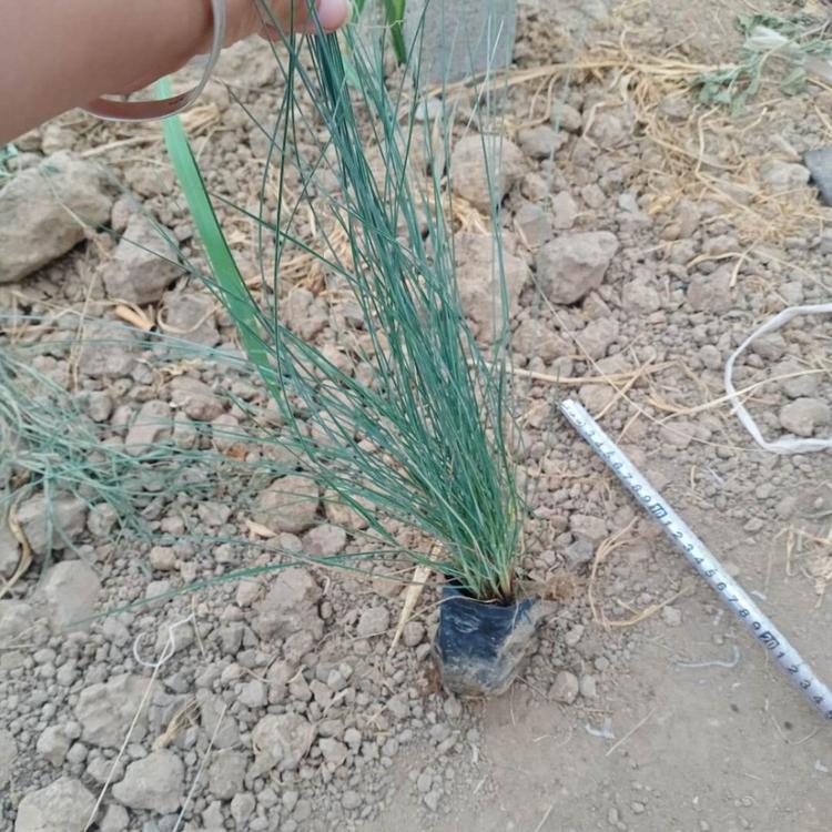 蓝羊茅批发商 订购报价 蓝羊茅小苗 青州草花