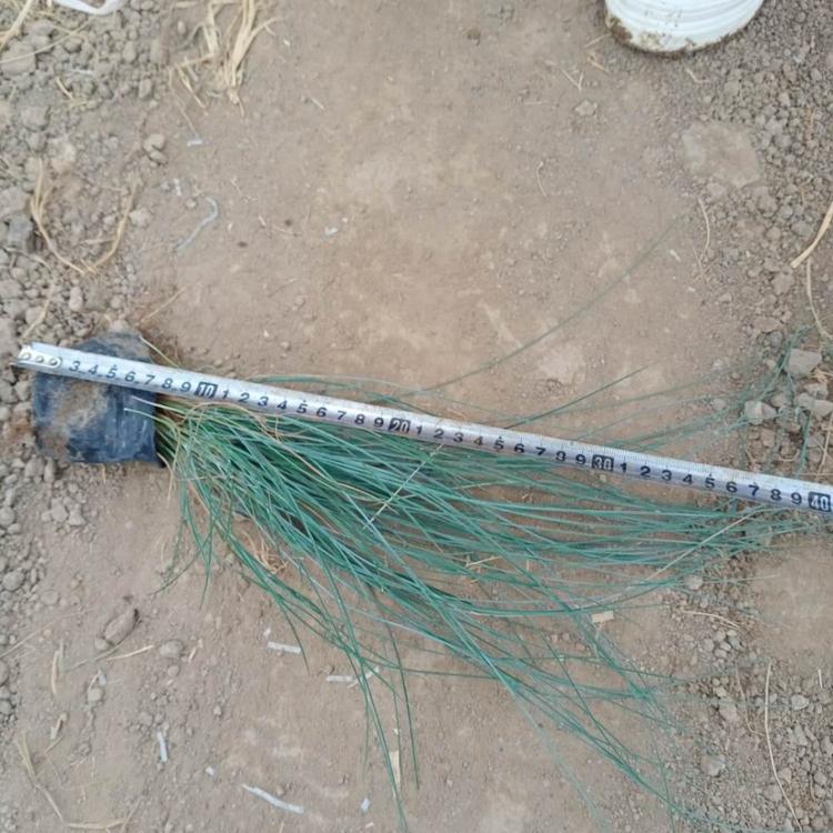蓝羊茅小苗 山东地被草花 订购报价 蓝羊茅批发