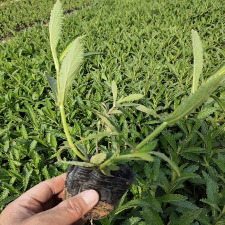 欢迎选购柳叶马鞭草培育马鞭草供货商
