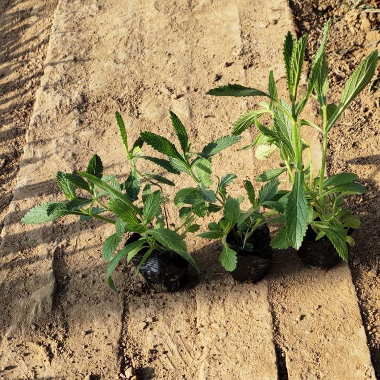 期待您的到来柳叶马鞭草幼苗马鞭草种植