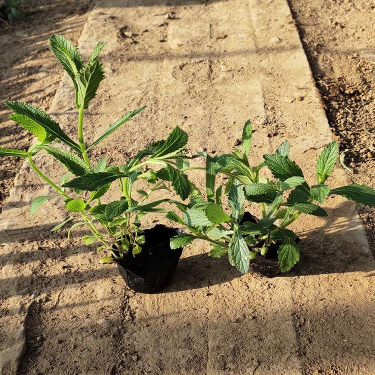 批发采购柳叶马鞭草种植基地马鞭草出售