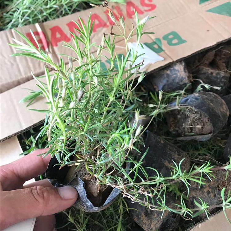 批发芝樱 芝樱小苗 芝樱种植商