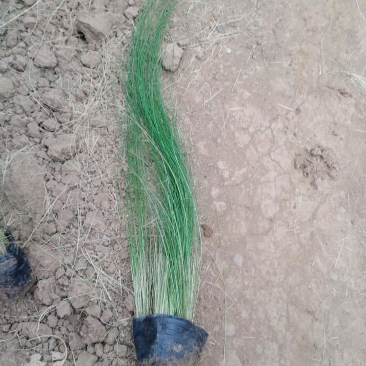 墨西哥羽毛草培育 基地直售 细茎针茅 山东草花