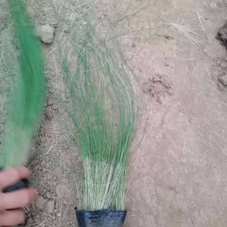 细茎针茅 青州草花 墨西哥羽毛草培育 大量批发