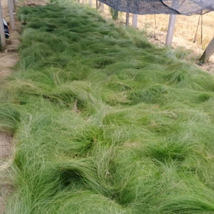 基地直售 墨西哥羽毛草 墨西哥羽毛草批发
