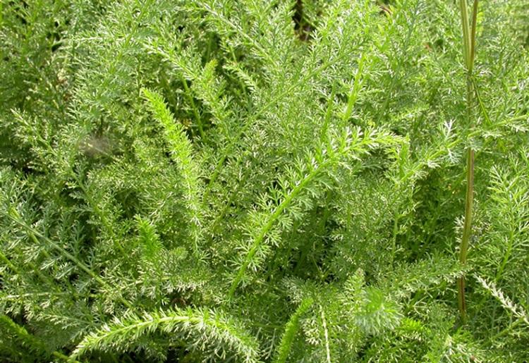 西洋蓍草 欧蓍草小苗价格