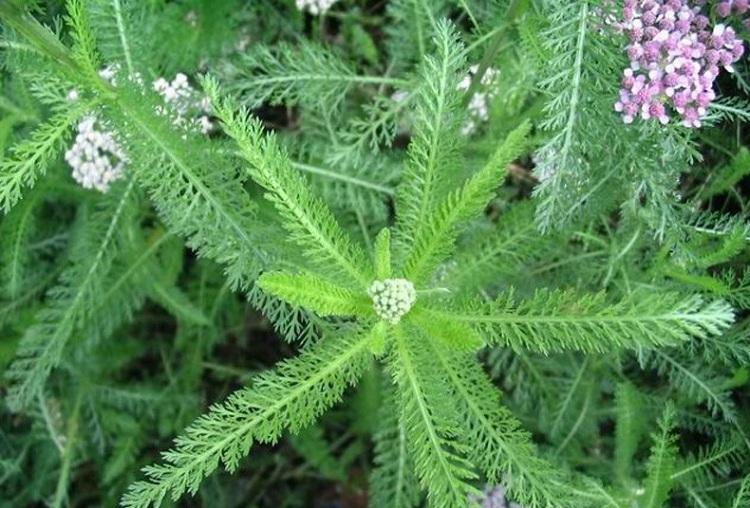 蓍草价格 山东一支蒿批发