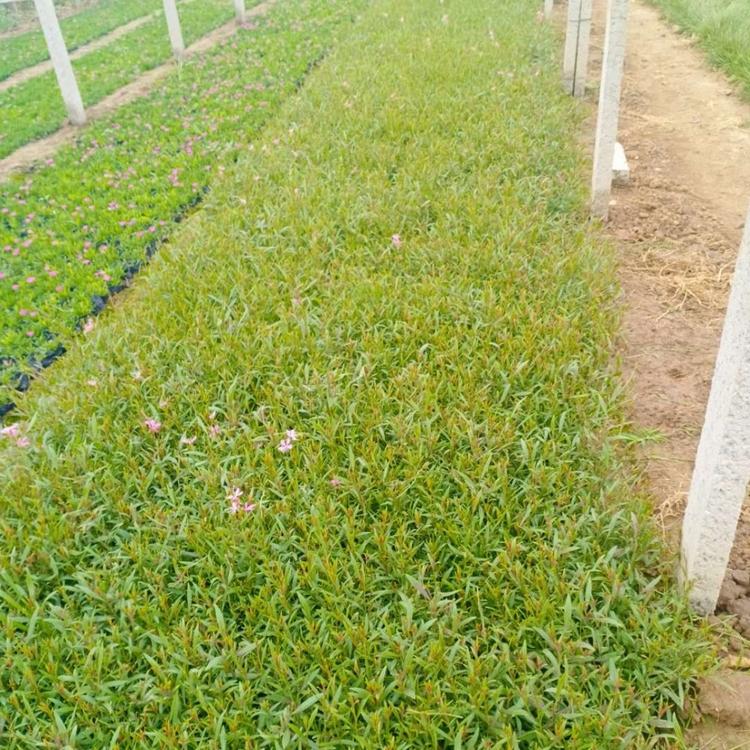 山桃草报价 产地供应 山桃草小苗 青州草花